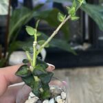 Hoya Chinghungensis variegata