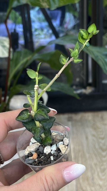 Hoya Chinghungensis variegata