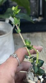 Hoya Chinghungensis variegata #3 - obrazek 3
