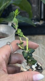 Hoya Chinghungensis variegata #3 - obrazek 4