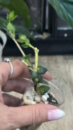 Hoya Chinghungensis variegata #3 - obrazek 5