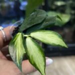 Hoya polyneura inner variegata, liście w kształcie ogona ryby z kremowym środkiem, rzadka woskownica kolekcjonerska, jasna variegacja inner, ozdobne pnącze domowe, Variegarden.