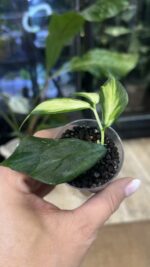 Hoya polyneura inner variegata #9 - obrazek 2