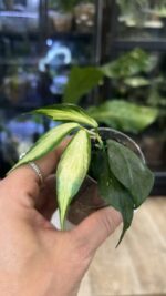 Hoya polyneura inner variegata #9 - obrazek 3