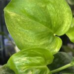 Scindapsus mint