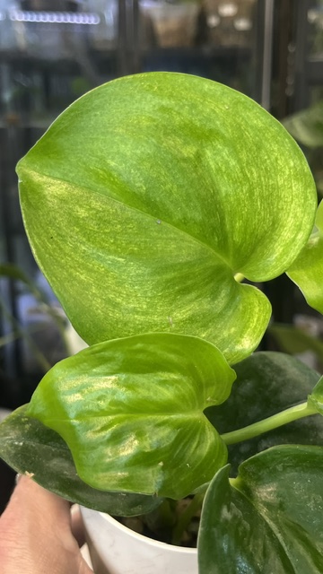 Scindapsus mint