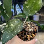 Hoya Bird of Paradise