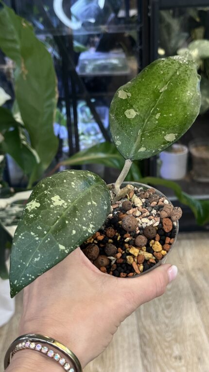Hoya Bird of Paradise