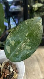 Hoya Bird of Paradise