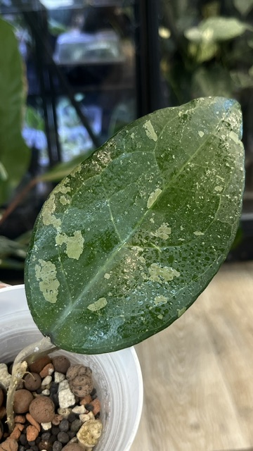 Hoya Bird of Paradise