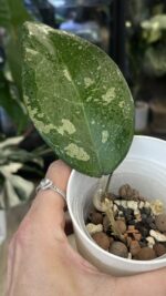 Hoya Bird of Paradise #1 - obrazek 2