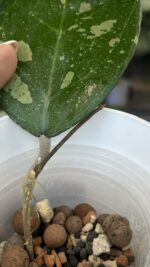 Hoya Bird of Paradise #1 - obrazek 3