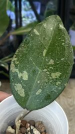 Hoya Bird of Paradise #1 - obrazek 4