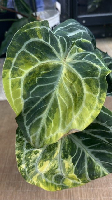 Anthurium crystallinum variegata, niezwykle rzadka roślina kolekcjonerska o dużych, aksamitnych liściach w kształcie serca z wyrazistym jasnym unerwieniem i unikatową biało-kremową variegacją, Variegarden.