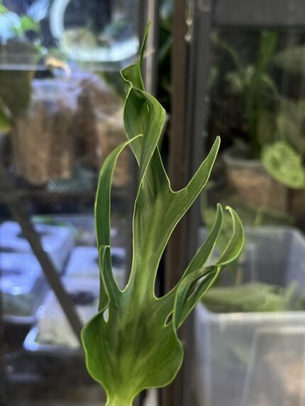 Monstera unniiae, niezwykle rzadka roślina kolekcjonerska o wydłużonych, skórzastych liściach z głęboką teksturą unerwienia i początkami fenestracji, pnącze botaniczne, Variegarden.