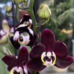 Phalaenopsis 'Black Jack', rzadki storczyk kolekcjonerski o lśniących, niemal czarnych, woskowych kwiatach w kolorze ciemnego burgundu, luksusowa orchidea egzotyczna, Variegarden.