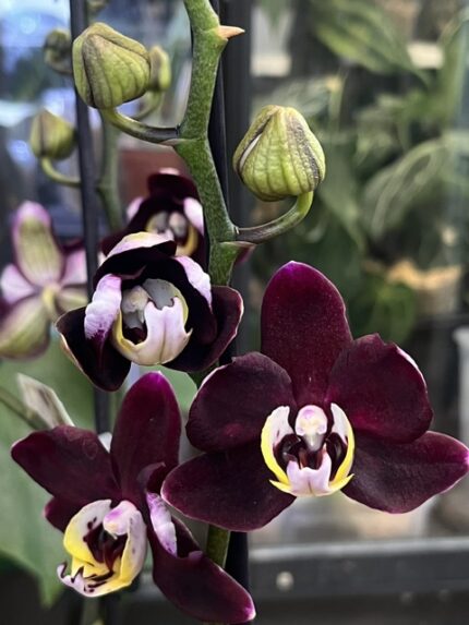 Phalaenopsis 'Black Jack', rzadki storczyk kolekcjonerski o lśniących, niemal czarnych, woskowych kwiatach w kolorze ciemnego burgundu, luksusowa orchidea egzotyczna, Variegarden.
