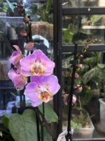 Phalaenopsis Cadillac Peloric / storczyk - obrazek 2