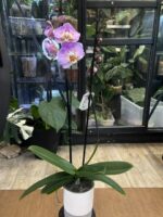 Phalaenopsis Cadillac Peloric / storczyk - obrazek 3