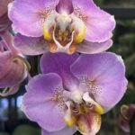 Phalaenopsis Cadillac Peloric, rzadki storczyk kolekcjonerski o unikatowej mutacji typu peloric, woskowe, purpurowo-malinowe kwiaty o trójwymiarowej strukturze płatków, Variegarden.