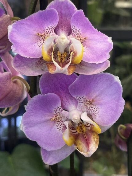Phalaenopsis Cadillac Peloric, rzadki storczyk kolekcjonerski o unikatowej mutacji typu peloric, woskowe, purpurowo-malinowe kwiaty o trójwymiarowej strukturze płatków, Variegarden.