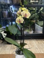Phalaenopsis Golden Goya / storczyk - obrazek 3