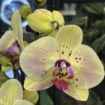 Phalaenopsis Golden Goya, rzadki storczyk kolekcjonerski o lśniących, intensywnie złotych, woskowych kwiatach z kontrastującą różową warżką, luksusowa orchidea egzotyczna, Variegarden.