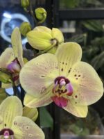 Phalaenopsis Golden Goya, rzadki storczyk kolekcjonerski o lśniących, intensywnie złotych, woskowych kwiatach z kontrastującą różową warżką, luksusowa orchidea egzotyczna, Variegarden.