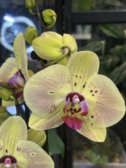 Phalaenopsis Golden Goya, rzadki storczyk kolekcjonerski o lśniących, intensywnie złotych, woskowych kwiatach z kontrastującą różową warżką, luksusowa orchidea egzotyczna, Variegarden.