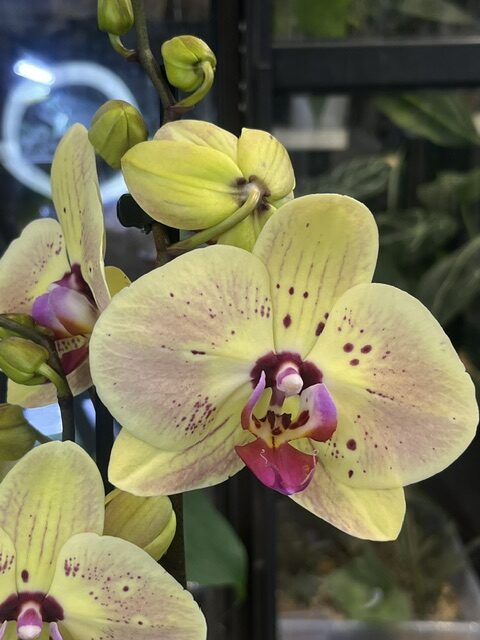 Phalaenopsis Golden Goya (2) Phalaenopsis Golden Goya, rzadki storczyk kolekcjonerski o lśniących, intensywnie złotych, woskowych kwiatach z kontrastującą różową warżką, luksusowa orchidea egzotyczna, Variegarden.