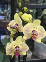 Phalaenopsis Golden Goya / storczyk - obrazek 2