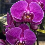 Storczyk w typie Phalaenopsis Multiflora o niezwykle gęstych, intensywnie różowo-fioletowych kwiatach z wyraźnym siatkowatym użyleniem na płatkach, obficie kwitnąca orchidea, Variegarden.