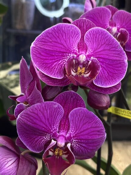Storczyk w typie Phalaenopsis Multiflora o niezwykle gęstych, intensywnie różowo-fioletowych kwiatach z wyraźnym siatkowatym użyleniem na płatkach, obficie kwitnąca orchidea, Variegarden.
