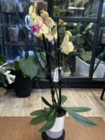 Phalaenopsis 'Strawberry Milkshake' / storczyk - obrazek 2