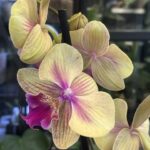 Phalaenopsis 'Strawberry Milkshake' / storczyk