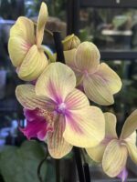 Phalaenopsis 'Strawberry Milkshake' / storczyk