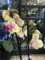 Phalaenopsis 'Strawberry Milkshake' / storczyk - obrazek 3