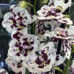 Phalaenopsis Untold Stories / storczyk