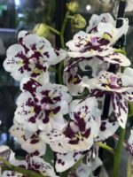 Phalaenopsis Untold Stories / storczyk