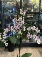 Phalaenopsis Untold Stories, rzadki storczyk kolekcjonerski o lśniących, woskowych płatkach z unikatowym żyłkowaniem i kontrastową warżką, luksusowa orchidea egzotyczna, Variegarden.