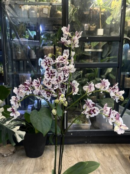 Phalaenopsis Untold Stories, rzadki storczyk kolekcjonerski o lśniących, woskowych płatkach z unikatowym żyłkowaniem i kontrastową warżką, luksusowa orchidea egzotyczna, Variegarden.