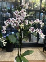 Phalaenopsis Untold Stories / storczyk - obrazek 3