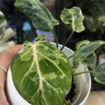 Philodendron Gloriosum Snow Leopard