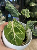 Philodendron Gloriosum Snow Leopard