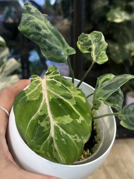 Philodendron Gloriosum Snow Leopard