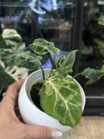 Philodendron Gloriosum Snow Leopard #1 - obrazek 3
