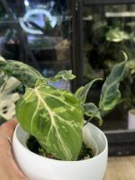 Philodendron Gloriosum Snow Leopard #1 - obrazek 2