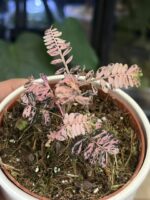 Phyllanthus urinaria variegata #1 - obrazek 4