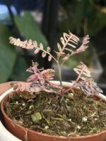 Phyllanthus urinaria variegata #1 - obrazek 2