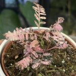 Phyllanthus urinaria, rzadka roślina kolekcjonerska o unikatowym, geometrycznym układzie drobnych liści przypominających mimozę, wzniesiony pokrój botaniczny, Variegarden.